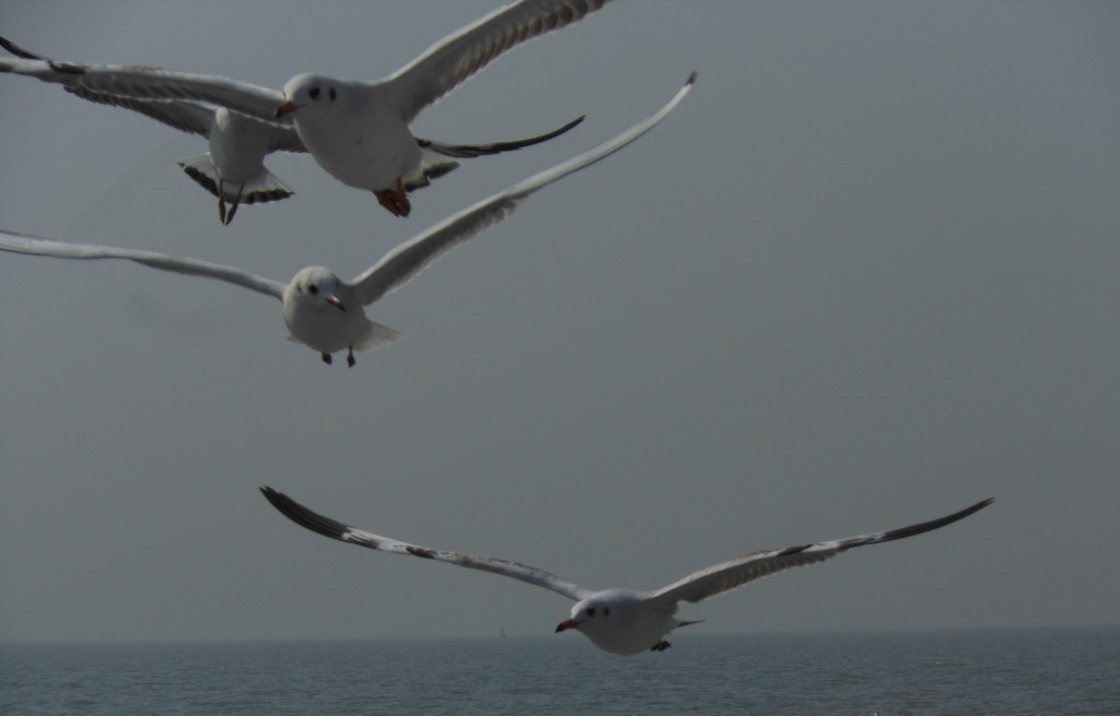 Seagulls,water,ferry,elephanta,India,Mumbai,Maharashtra