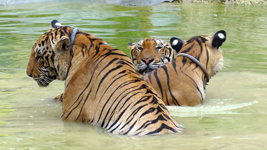 Tiger temple,Kanchanaburi,bangkok,thailand