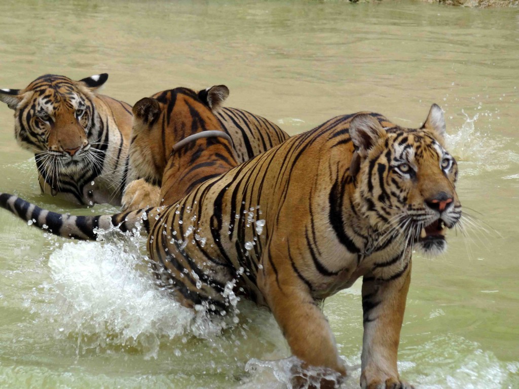 Tiger temple,kanchanaburi,tigers,thailand,bangkok