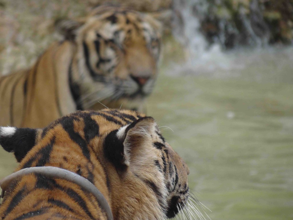 Tiger temple,kanchanaburi,tigers,thailand,bangkok