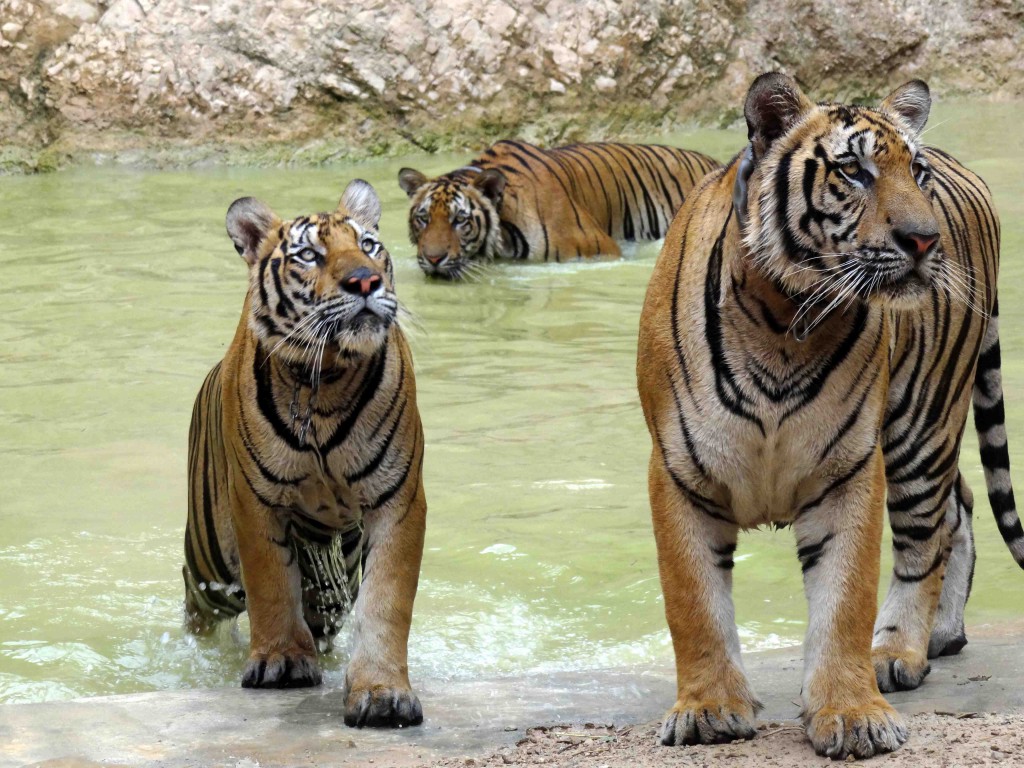 Tiger temple,kanchanaburi,tigers,thailand,bangkok