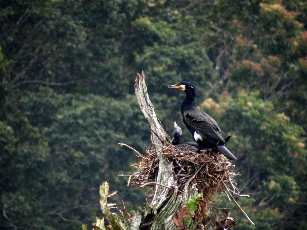 Periyar Tiger Reserve,Thekkady,Kerala,India,birds,animals,flora,fauna