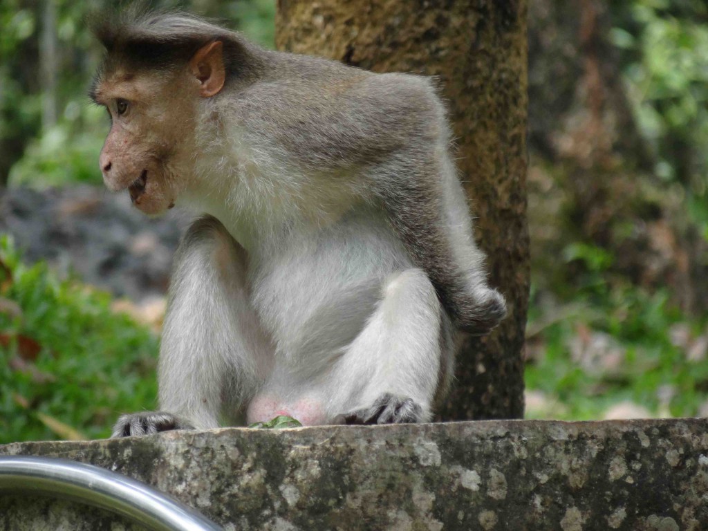 Periyar Tiger Reserve,animals,Kerala,Thekkady,India