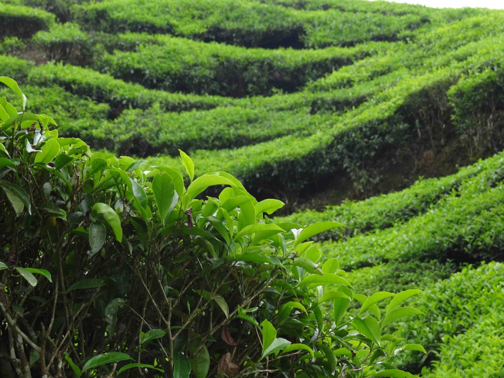 tea estate,munnar,India,Kerala