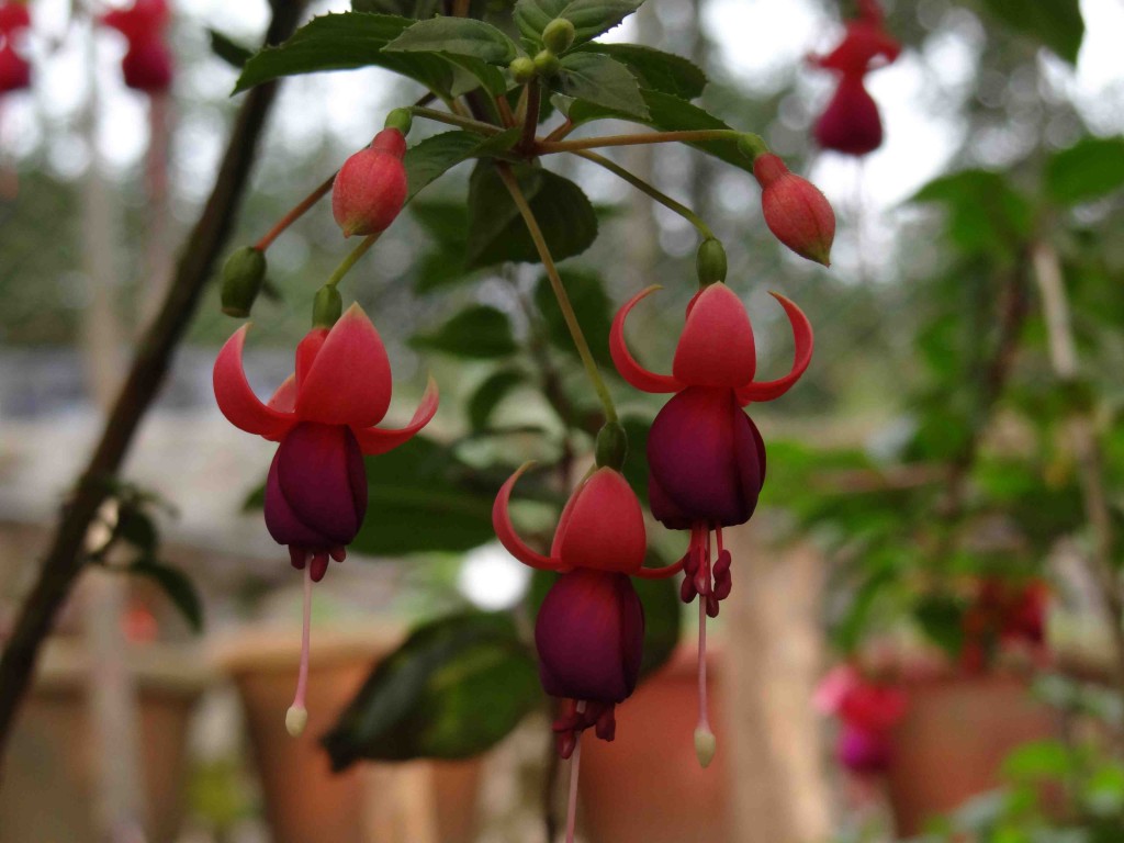 rose garden,kerala,India,munnar