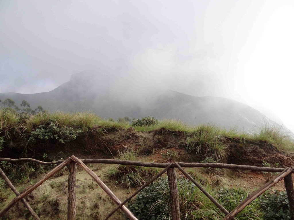 Eravikulam National Park,Munnar,Kerala,India,Nilgiri Tahr,sanctuary