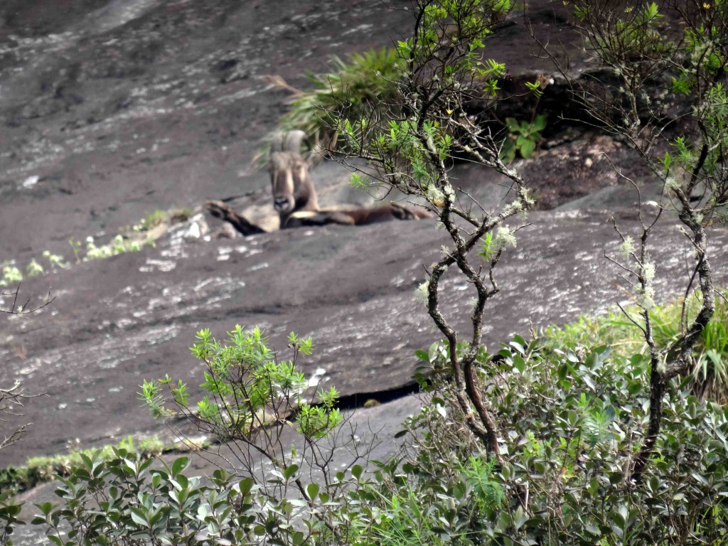 Nilgiri Tahr,Eravikulam National Park,Munnar,Kerala,India