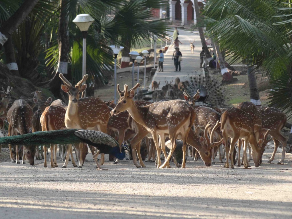 Andaman Island,India,Asia,beaches,ross island,deer,peacock