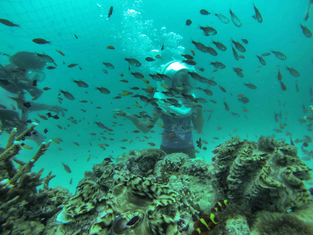 Andaman Island,India,Asia,beaches,sea walk,north bay,fishes,aquatic life