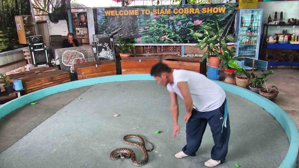 snake park,chalong,thailand,phuket