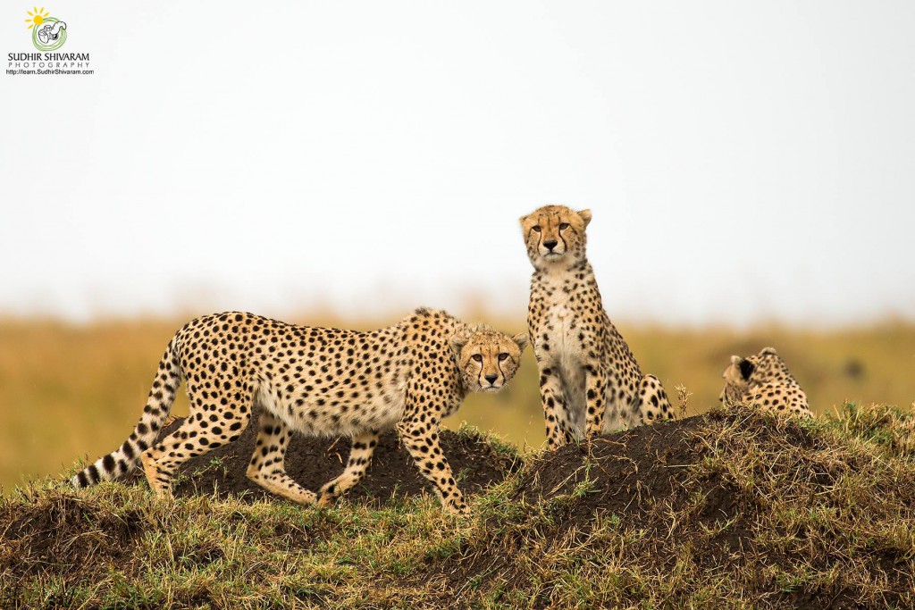 wildlife,inspire me, sudhir shivaram,photography,cheetah