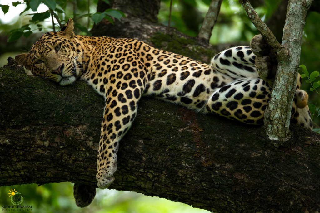 wildlife,inspire me, sudhir shivaram,photography,cheetah