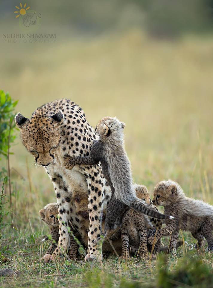 wildlife,inspire me, sudhir shivaram,photography,cheetah,cubs