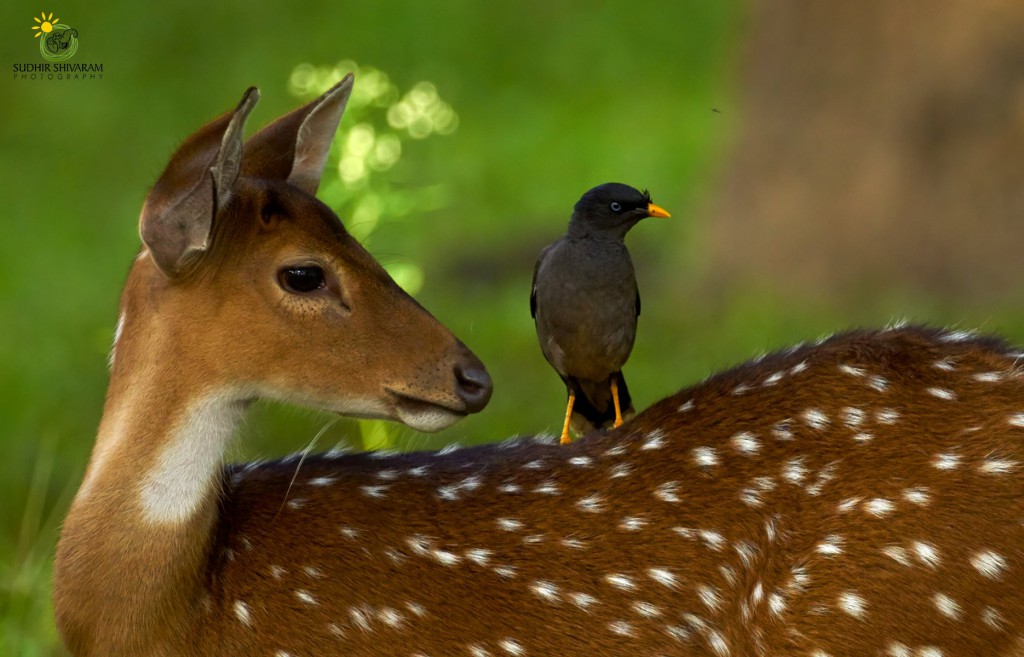 wildlife,inspire me, sudhir shivaram,photography,deer,bird