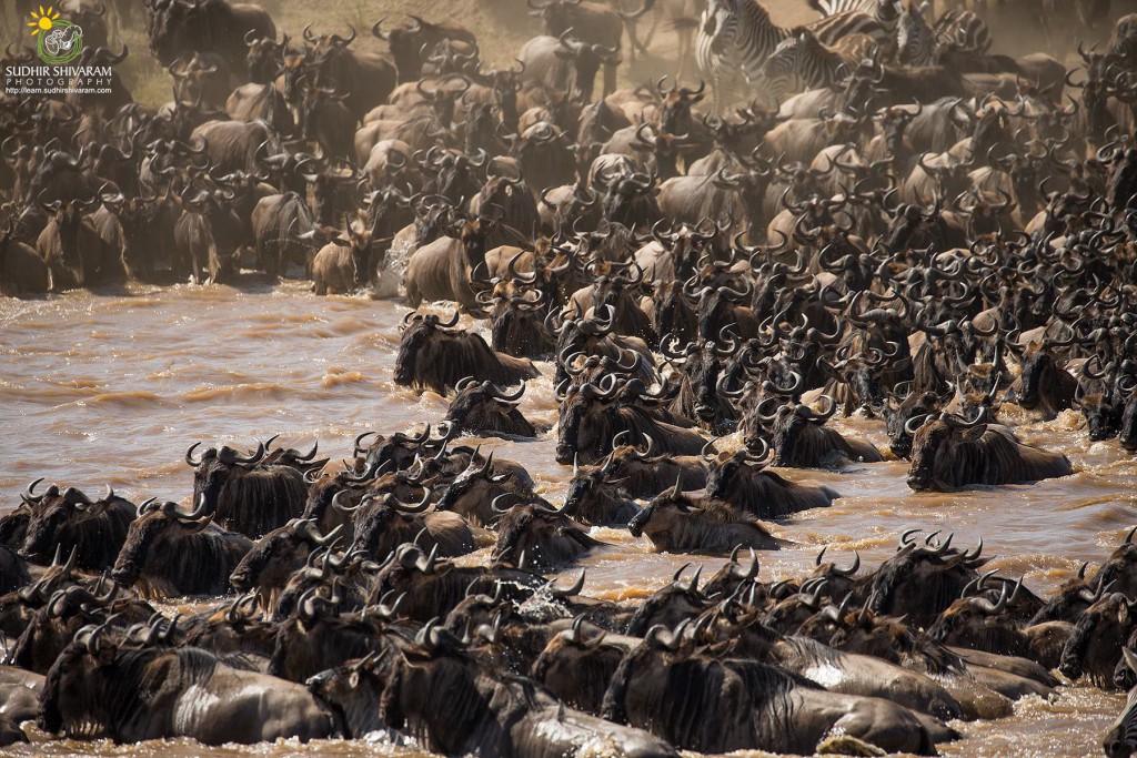 wildlife,inspire me, sudhir shivaram,photography,,masai mara, great migration