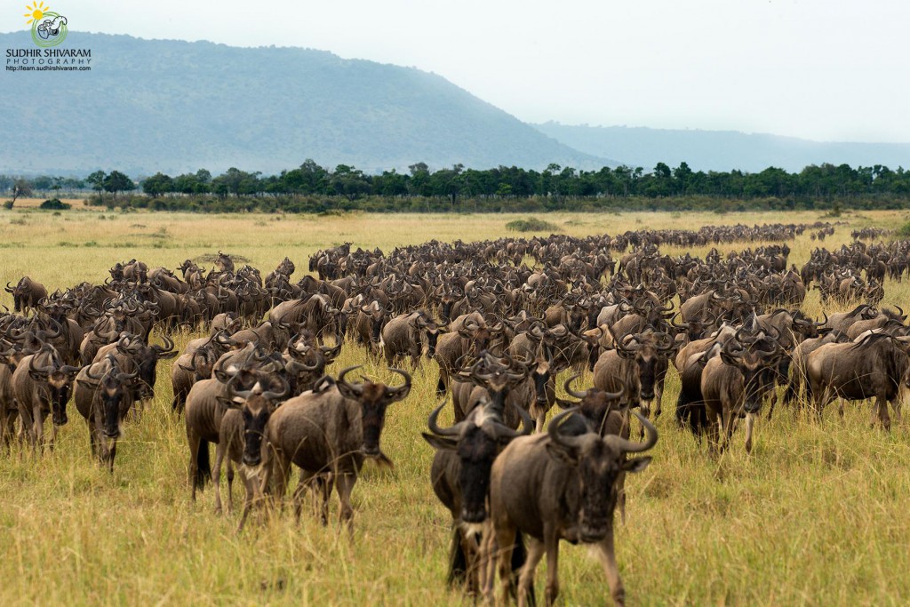 wildlife,inspire me, sudhir shivaram,photography,great migration,masai mara,africa