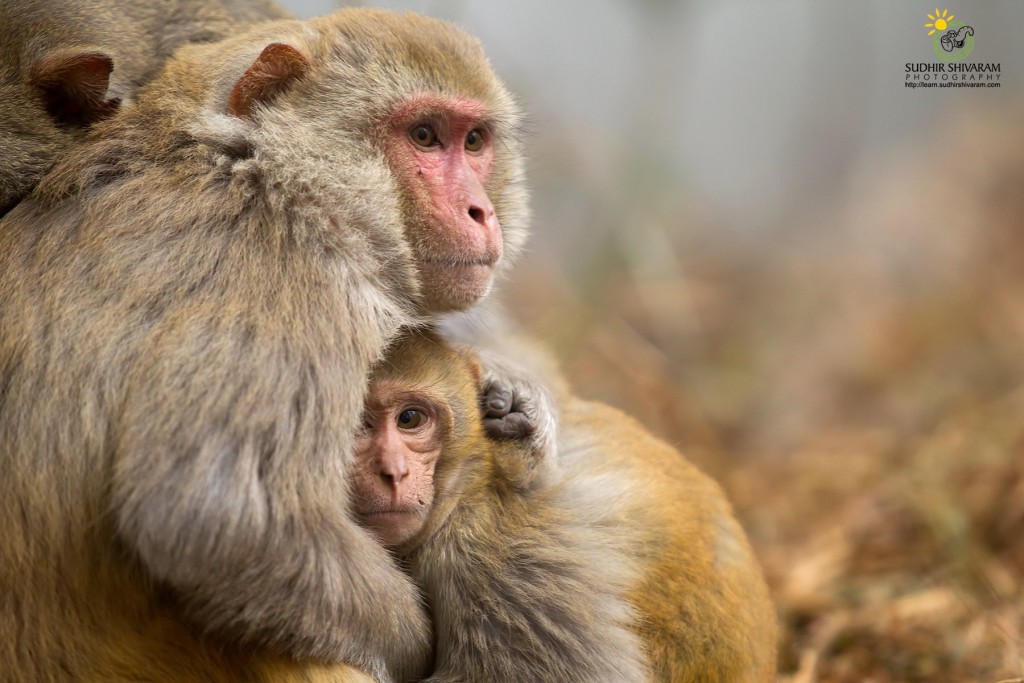 wildlife,inspire me, sudhir shivaram,photography,,monkeys