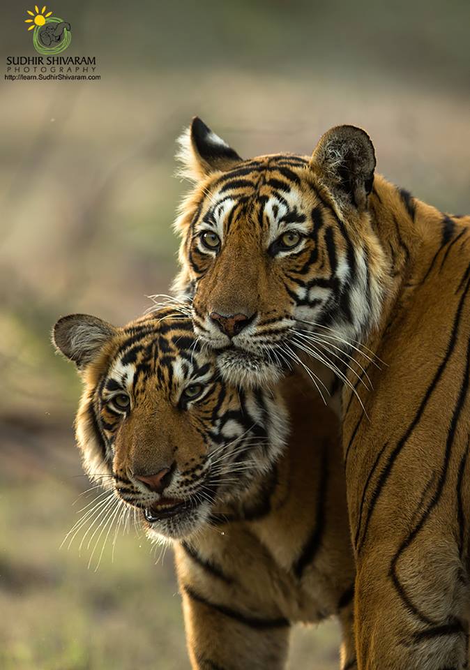 wildlife,inspire me, sudhir shivaram,photography,,tigers