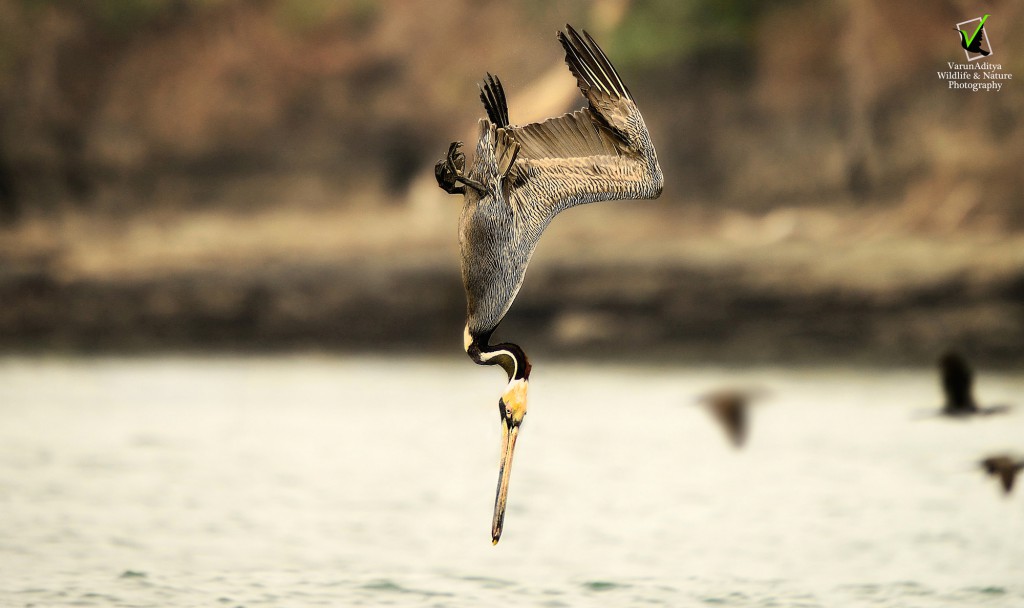 Varun Aditya,bird,photography