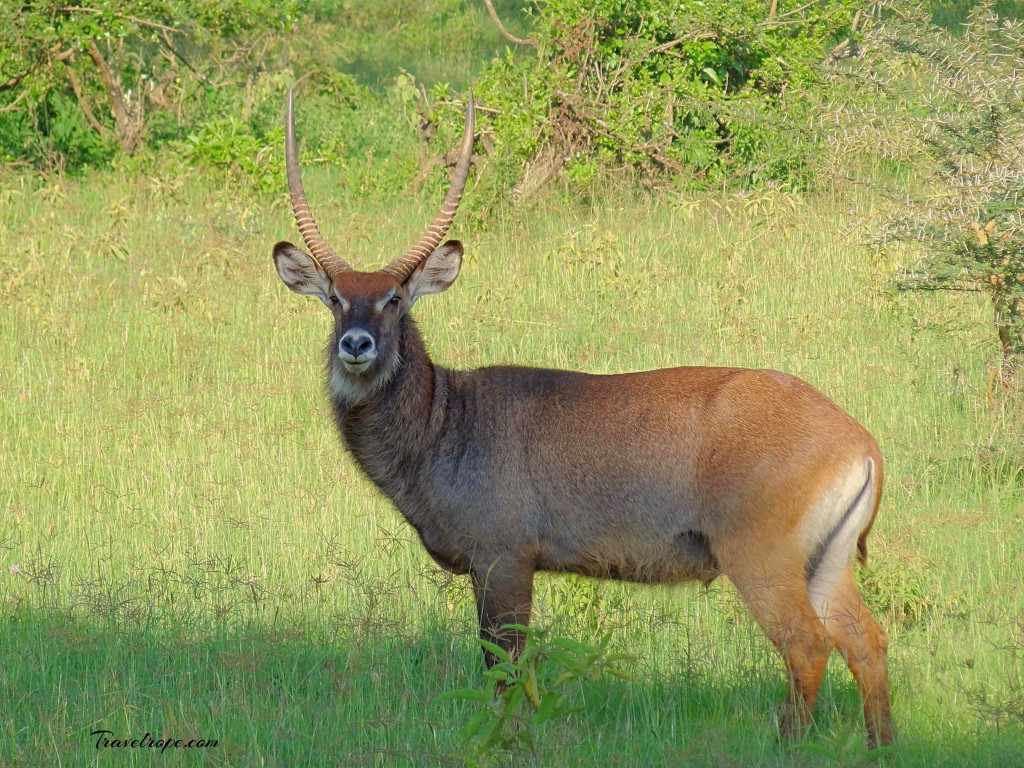 Kenya,Africa,Masai Mara,Amboseli,Nakuru,wildlife,water buck
