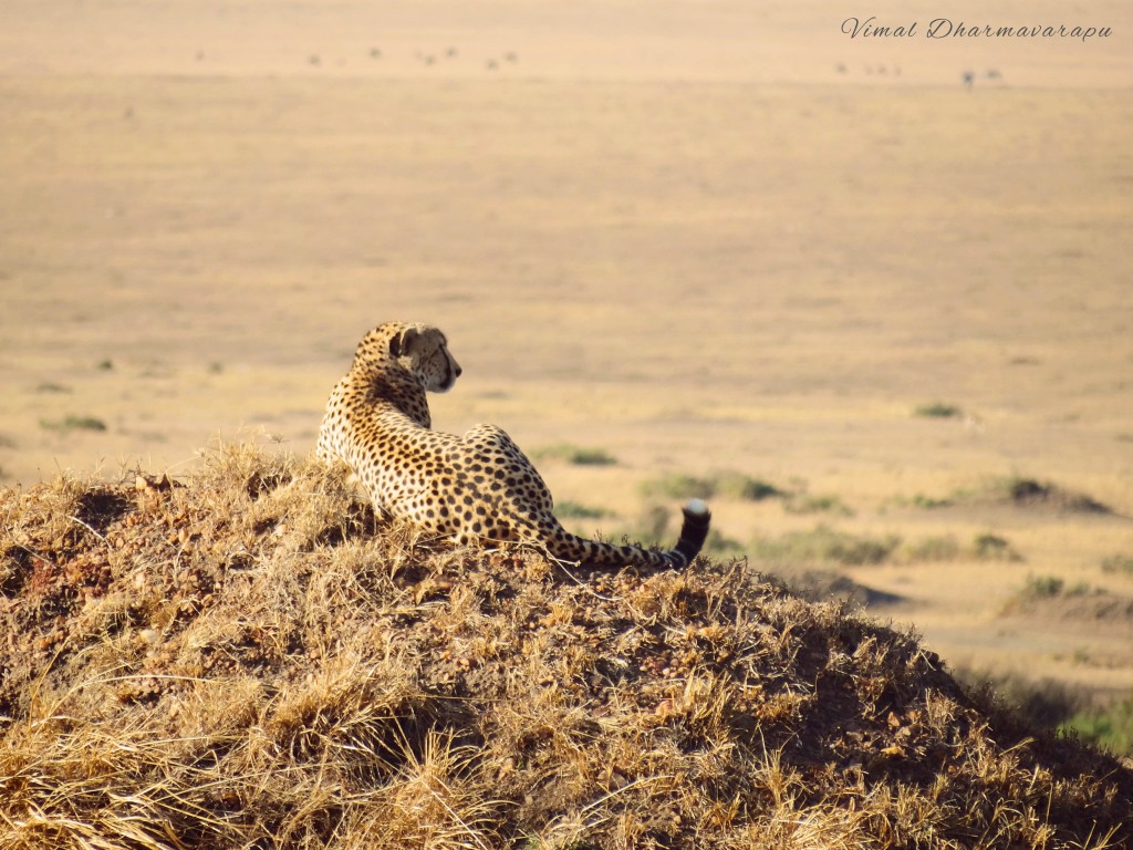 Kenya,Africa,Masai Mara,Amboseli,Nakuru,wildlife,cheetah