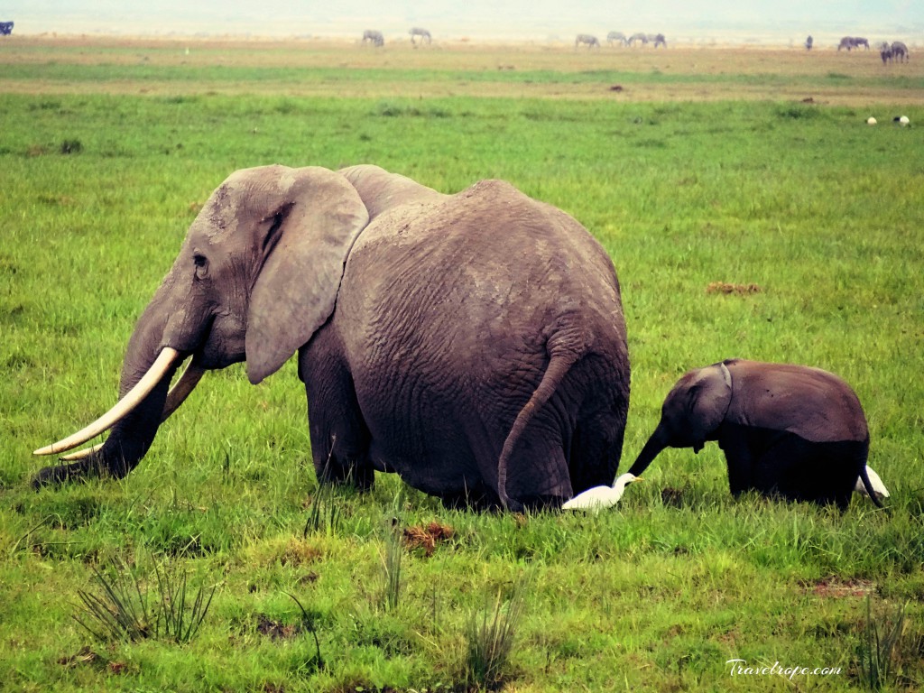 Kenya,Africa,Masai Mara,Amboseli,Nakuru,wildlife,elephants