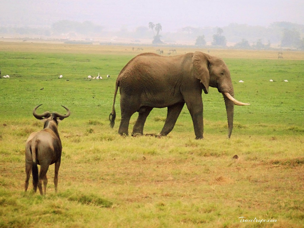 Kenya,Africa,Masai Mara,Amboseli,Nakuru,wildlife,elephants,wildebeest