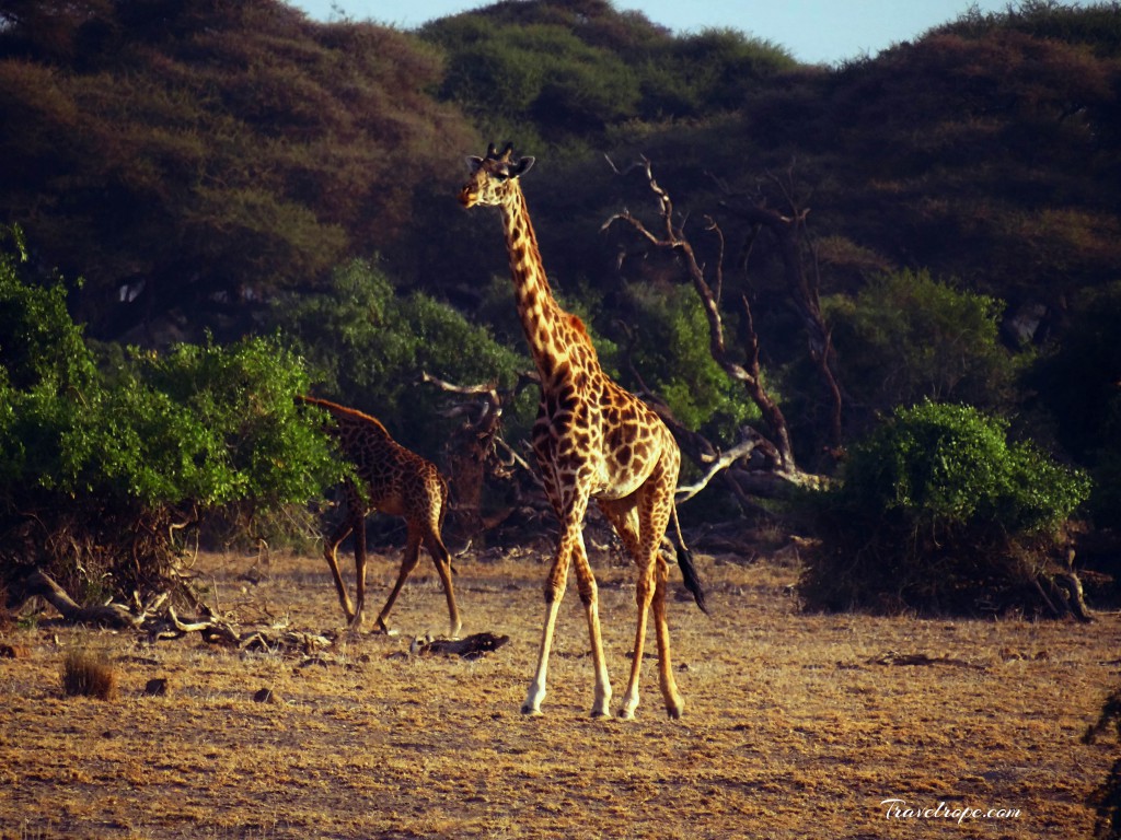 Kenya,Africa,Masai Mara,Amboseli,Nakuru,wildlife,giraffe