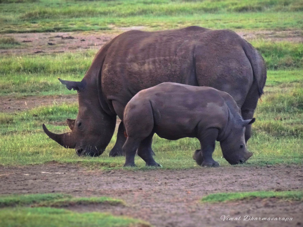 Kenya,Africa,Masai Mara,Amboseli,Nakuru,wildlife,rhinos