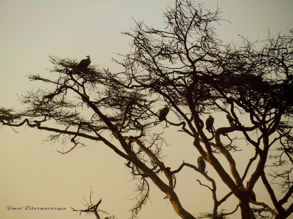 Kenya,Africa,Masai Mara,Amboseli,Nakuru,wildlife,vultures