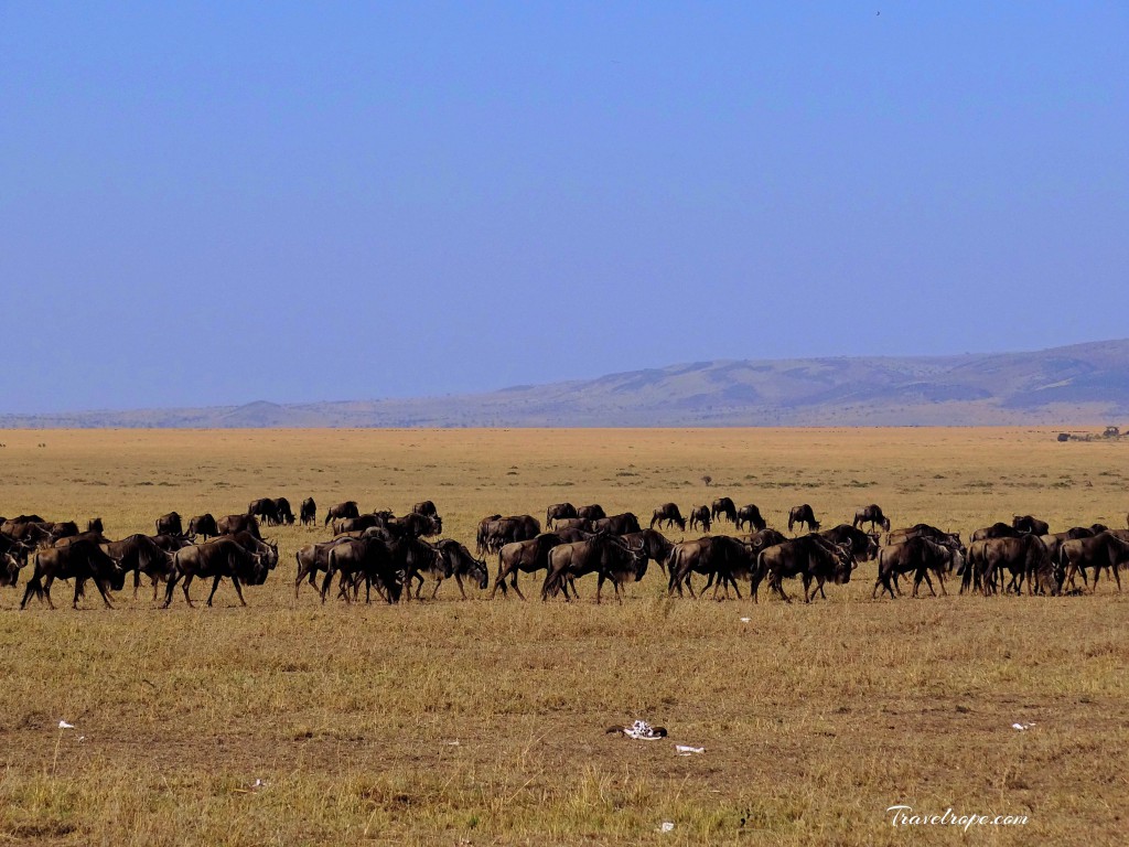 Kenya,Africa,Masai Mara,Amboseli,Nakuru,wildlife,wildebeests