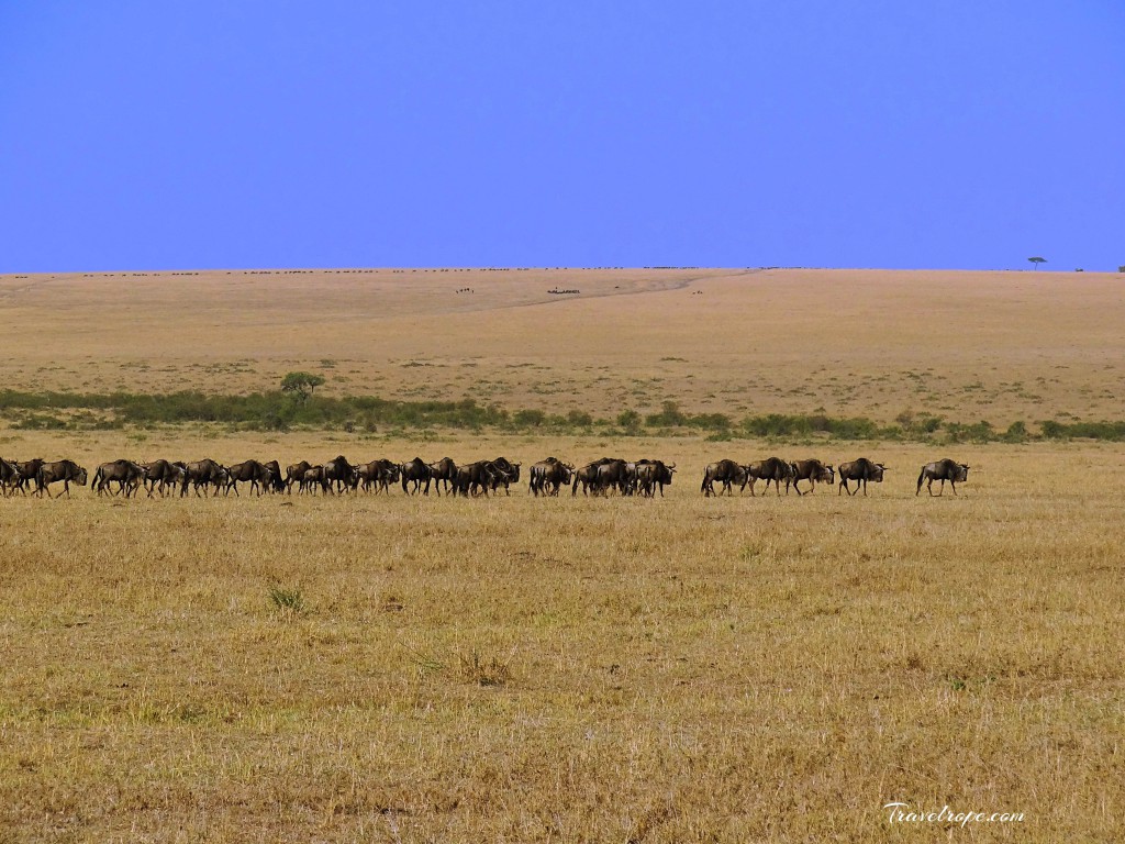 Kenya,Africa,Masai Mara,Amboseli,Nakuru,wildlife,wildebeests