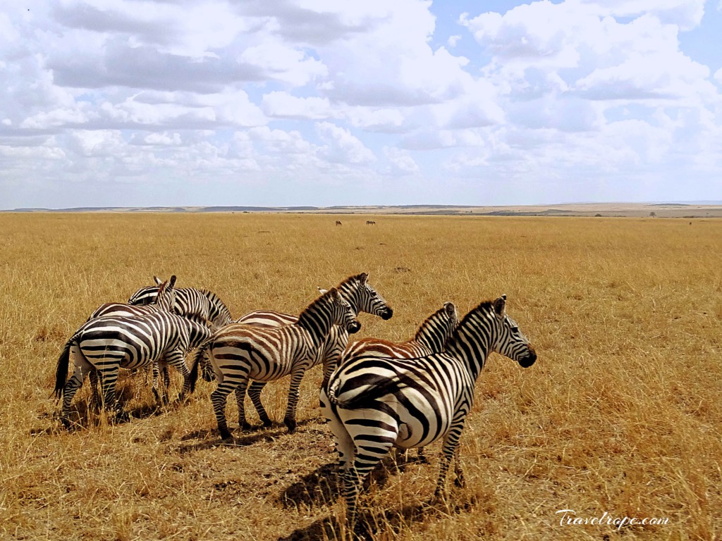 Kenya,Africa,Masai Mara,Amboseli,Nakuru,wildlife,zebras