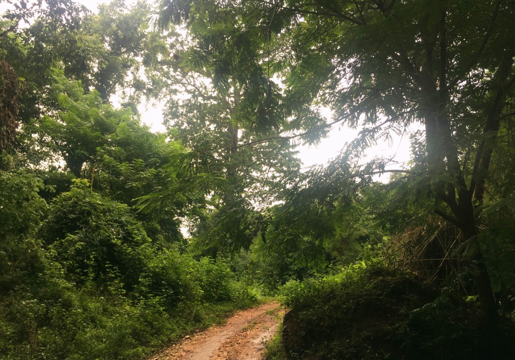 Bhadra Tiger Reserve, Karnataka, Chikmagalur, India, travel