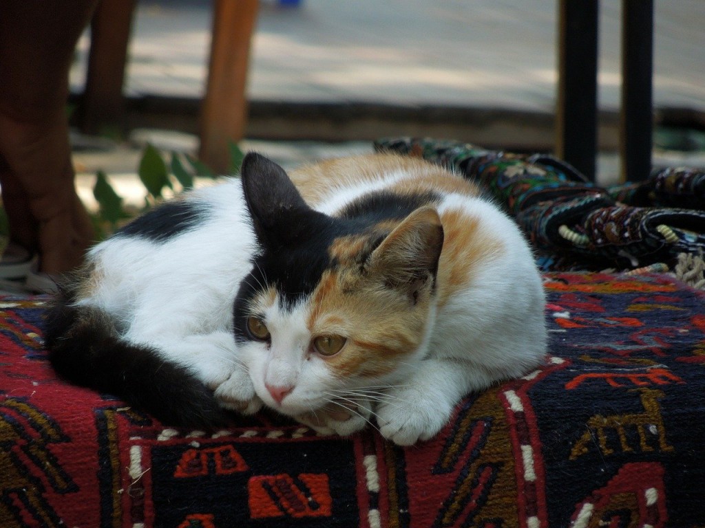 Cappadocia, Turkey, travel, Istanbul