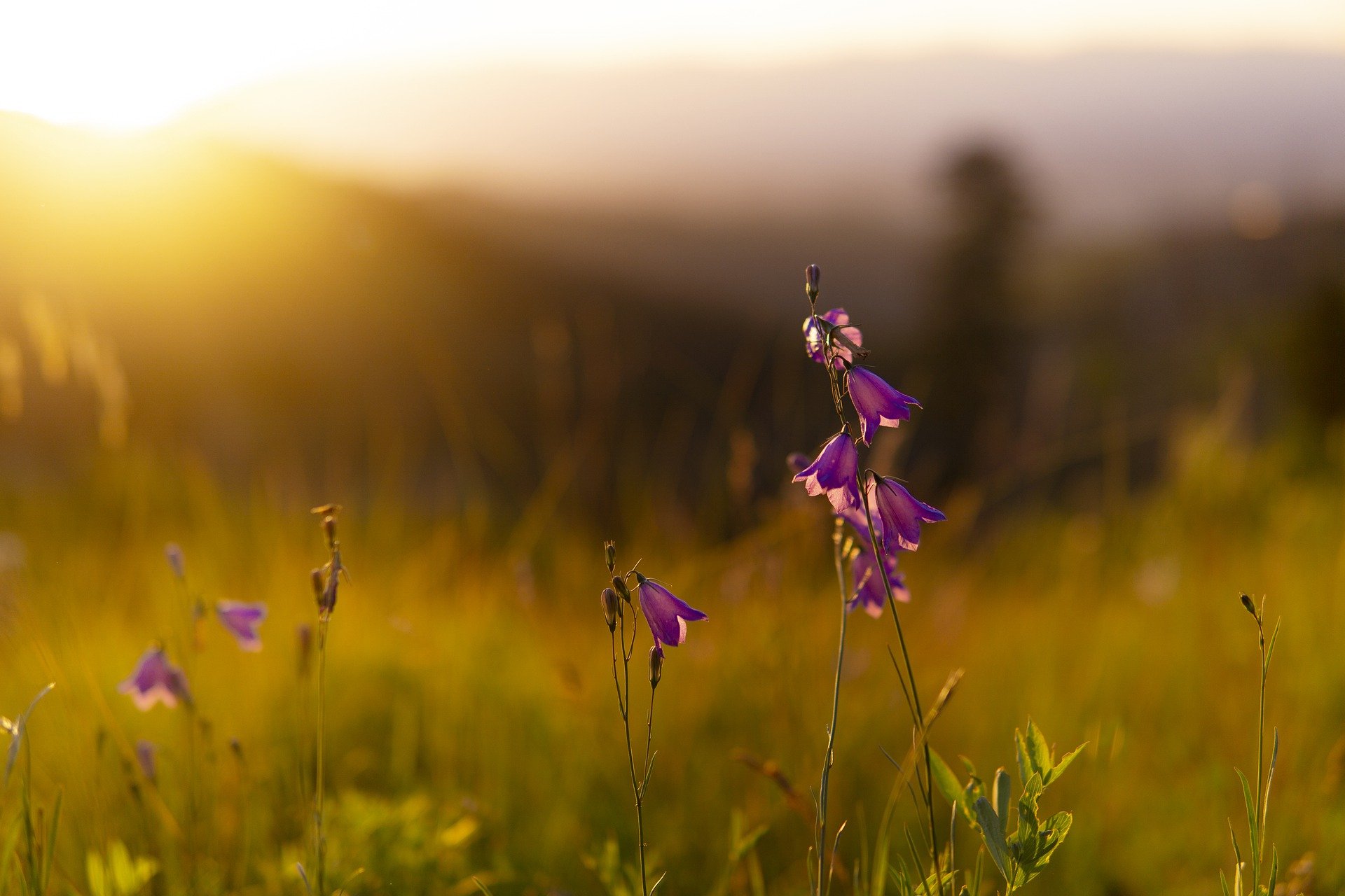 10 Tips for Unforgettable Wildflower Photography (+ Examples)